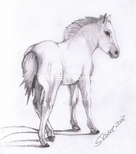 fohlen